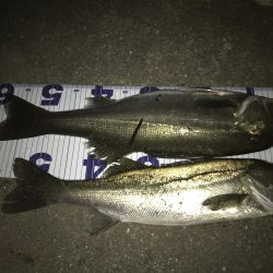 シーバスナイトゲーム