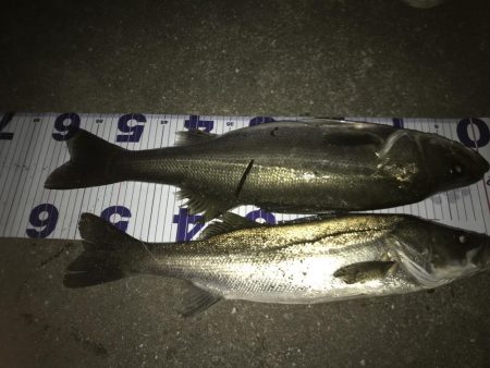 シーバスナイトゲーム