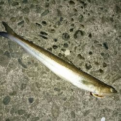 フラット狙いで、エソング！！