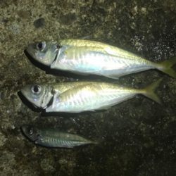 三国突堤ジギング 、穴釣り