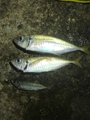 三国突堤ジギング 、穴釣り