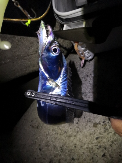 太刀魚とツバス