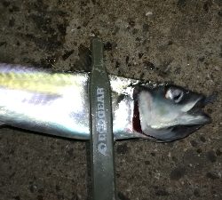 ナイトアジング