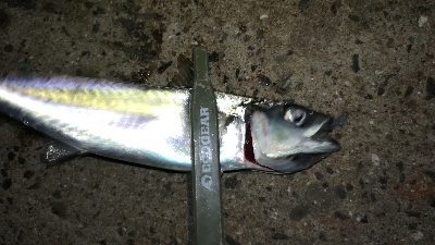 ナイトアジング