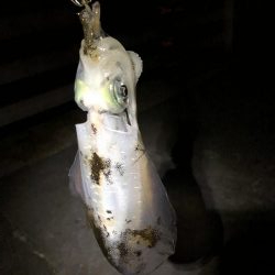 久々エギング釣行