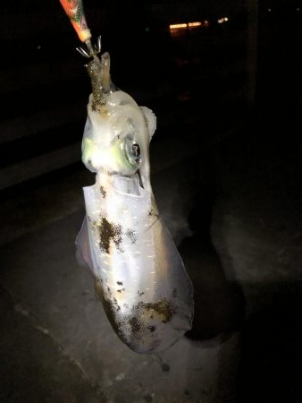 久々エギング釣行