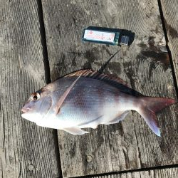 イカダのダンゴ釣り