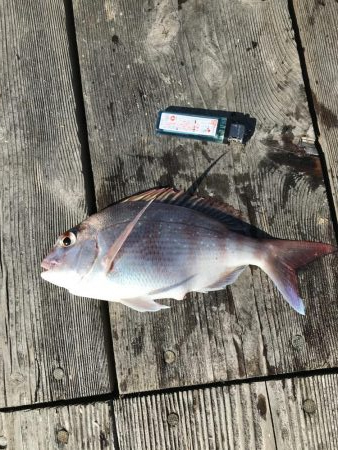 イカダのダンゴ釣り