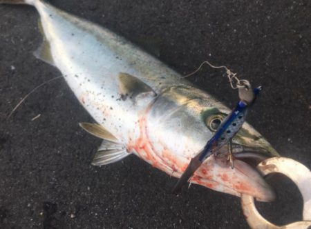 青物のちシーバス