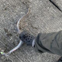 昨日のリベンジ