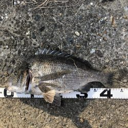 題名　イチノ兄弟（弟）釣果！