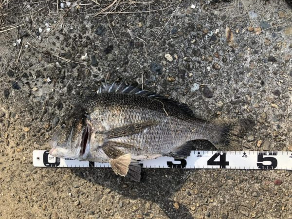 題名　イチノ兄弟（弟）釣果！