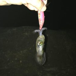 ウミガメだらけ!