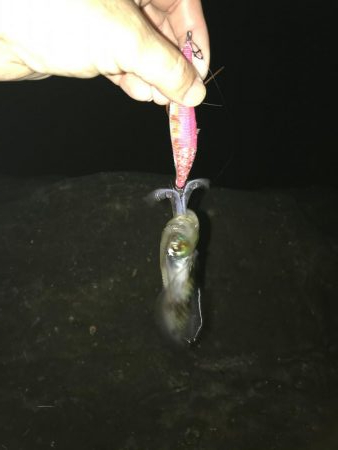 ウミガメだらけ!