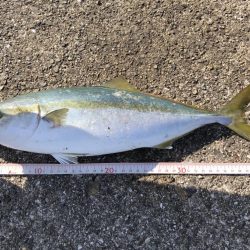 今年の青物も終わり？