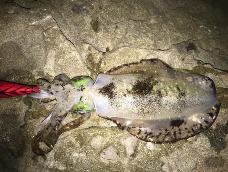 スーパーシャロー