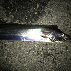 今日も寒かったです