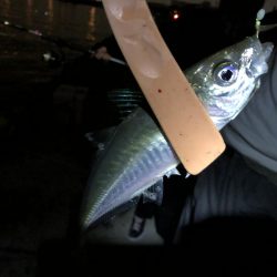 タチウオのち中アジ