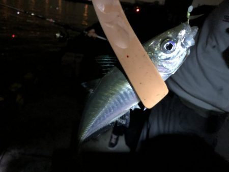 タチウオのち中アジ