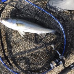 真昼間の弾丸釣行