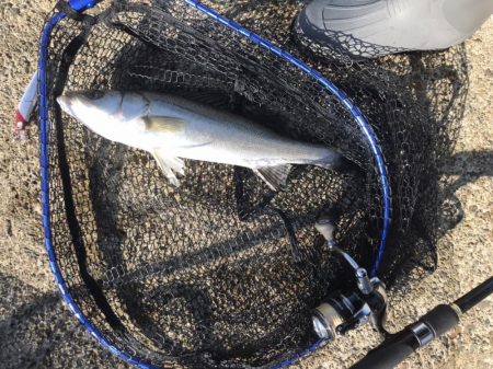 真昼間の弾丸釣行