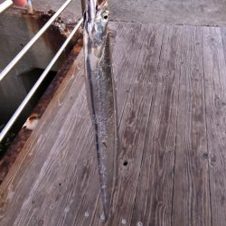 人生初南港海釣り公園