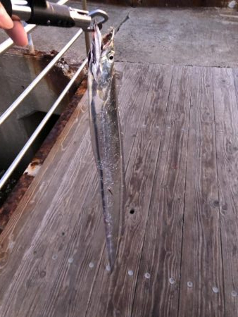 人生初南港海釣り公園