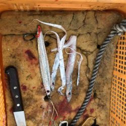 今年初太刀パターン