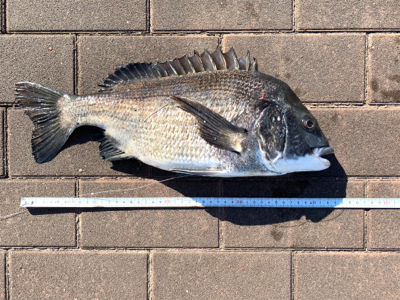 今日は大当たり