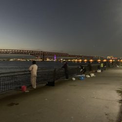 好調、湾奥タチウオ