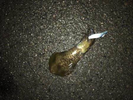 飲ませ→エギング 変更で良型アオリ