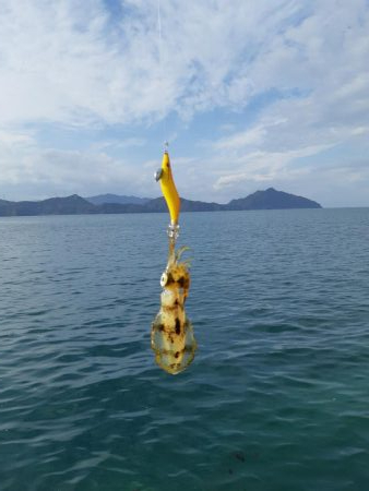 イカの気持ち６