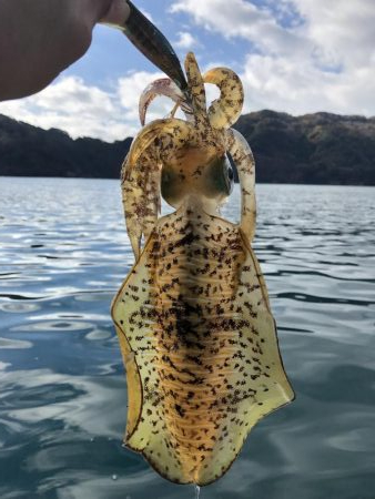 アオリ最終戦へ！