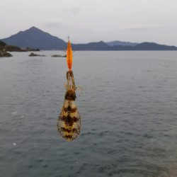 イカの気持ち５