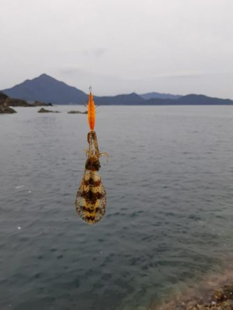 イカの気持ち５