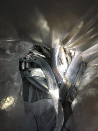 マリンピアで人爆