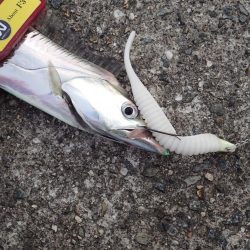 メーター超え×2匹