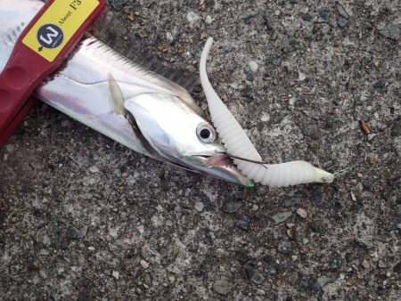 メーター超え×2匹