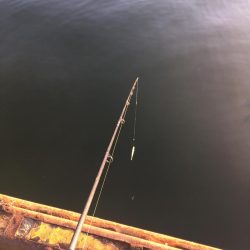 ぼちぼちかな？