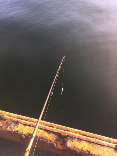 ぼちぼちかな？