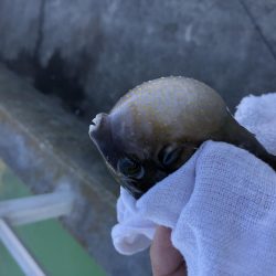 のんびりエサ釣り