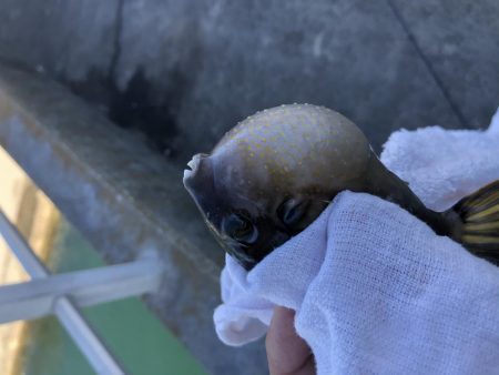 のんびりエサ釣り