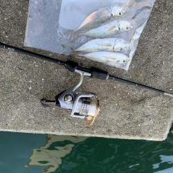 アジングやっと釣れた！