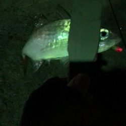 アジ良型釣れました