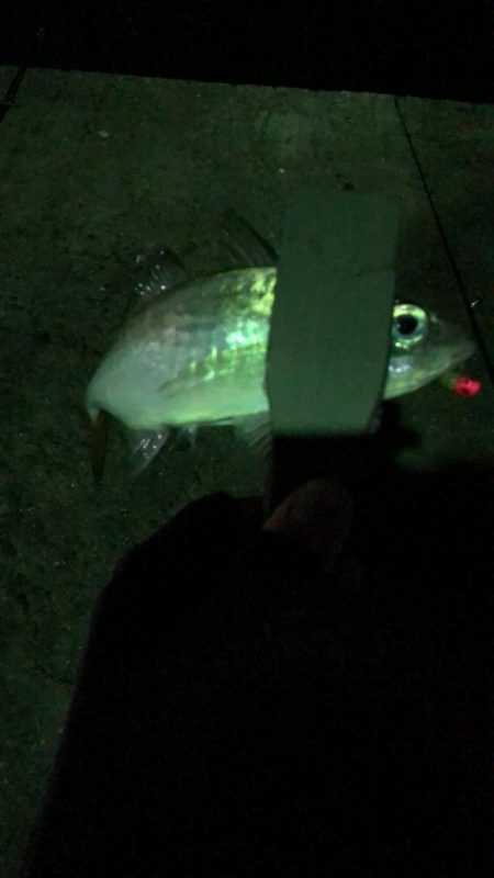 アジ良型釣れました