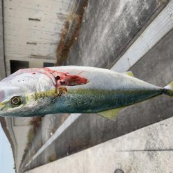青物がどうしても釣りたくて