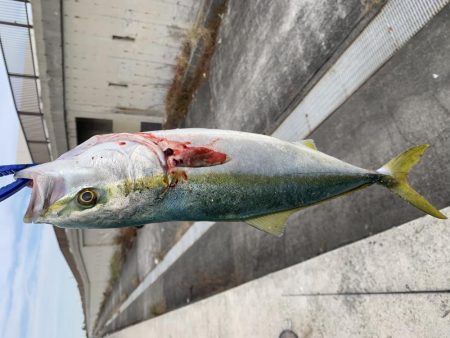 青物がどうしても釣りたくて