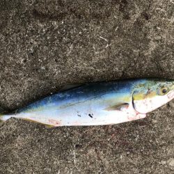 青物当たり連発