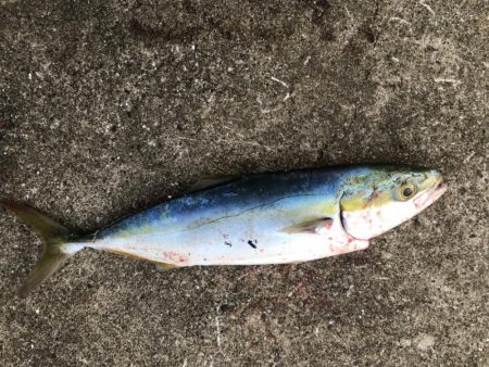 青物当たり連発