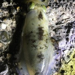 しぶとくナイトエギング